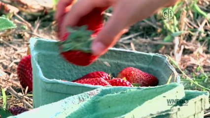 PBS Kids Program Break (March 4th, 2017; WNED-DT)