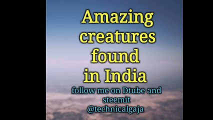 Amazing creature found in India