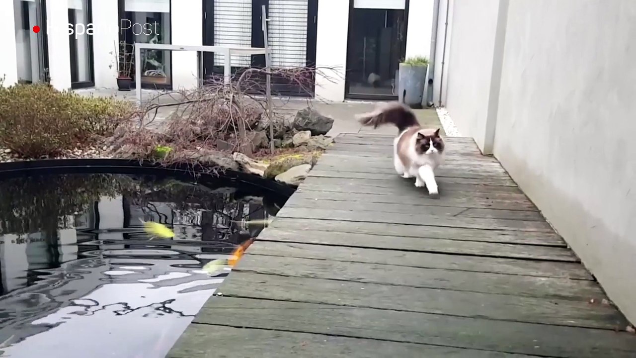 Pillan a gato tratando de atrapar a un gran pez en un estanque