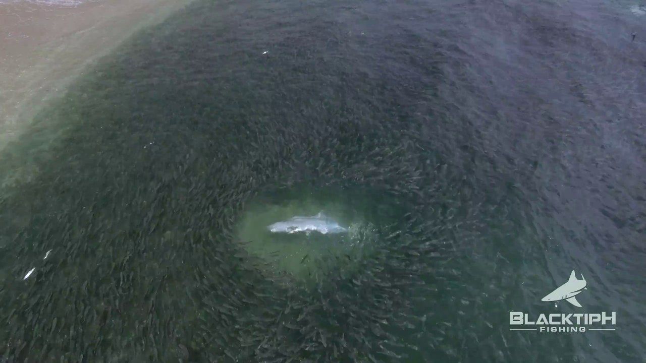 Des requins sèment la panique dans ce banc de poissons immense... Chasse incroyable