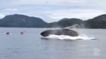 Quand une baleine fait surface et saute tout pres de kayak en mer... magnifique