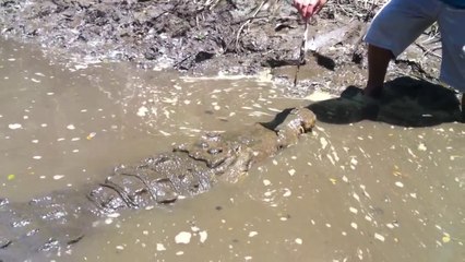 Download Video: Il s'amuse à nourrir un énorme crocodile sauvage à la main... Même pas peur