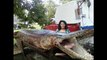 Le plus grand poisson garpic alligator du monde... Impressionnant