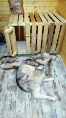 Father of puppies is helping to look after them