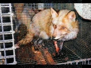Hommage perso à l'animal liberation front