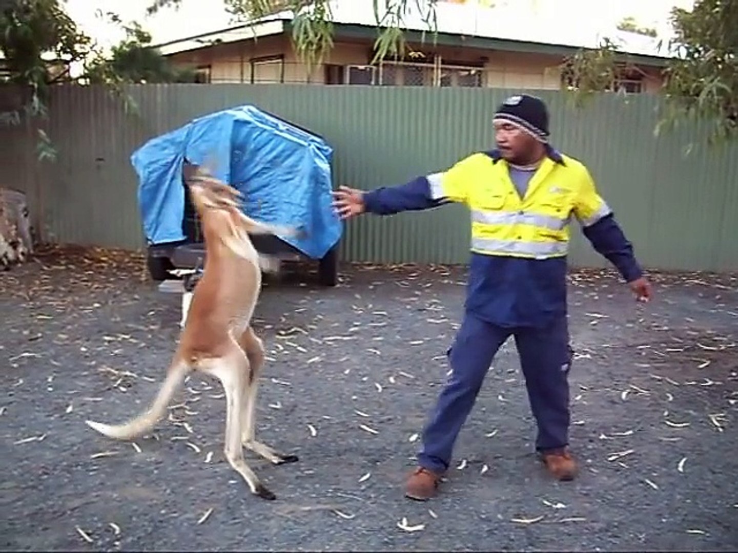 kangaroo boxing