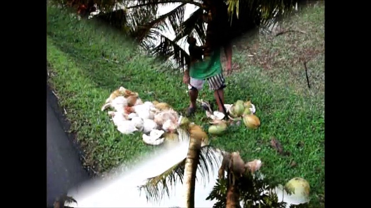 Huahine (77)  coco