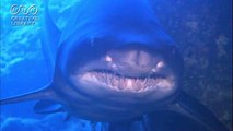 平社員青山清利　サメの歯がよーく見える動画