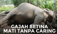 Gajah Betina Tak Bernyawa, Caringnya pun Sudah Dicabut
