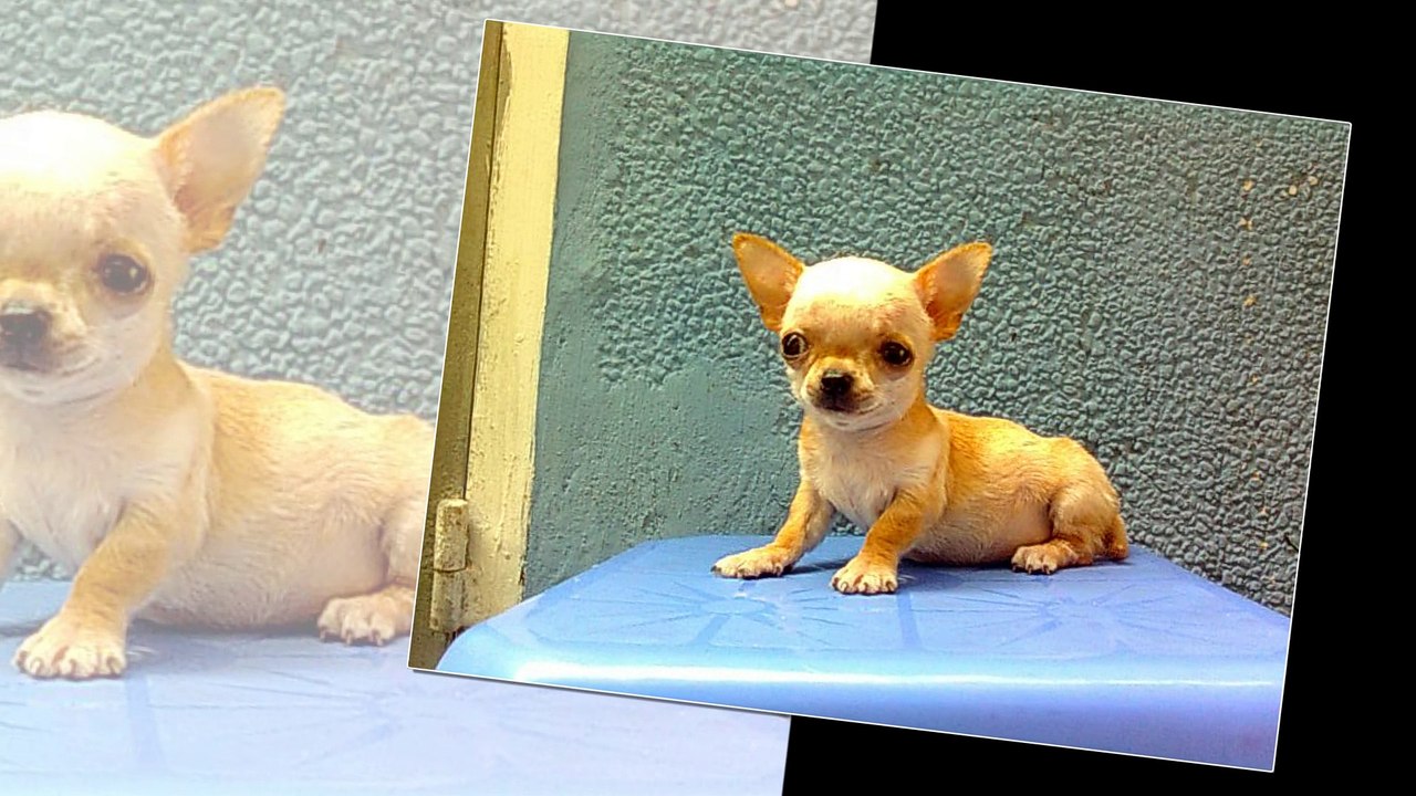 Funny dogs ! Cute dogs ! Lovely dogs !