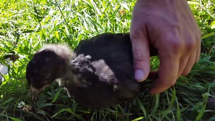 Chicks Runs To My Hand