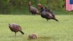 Gang of wild turkeys harassing Rocky River mail carriers