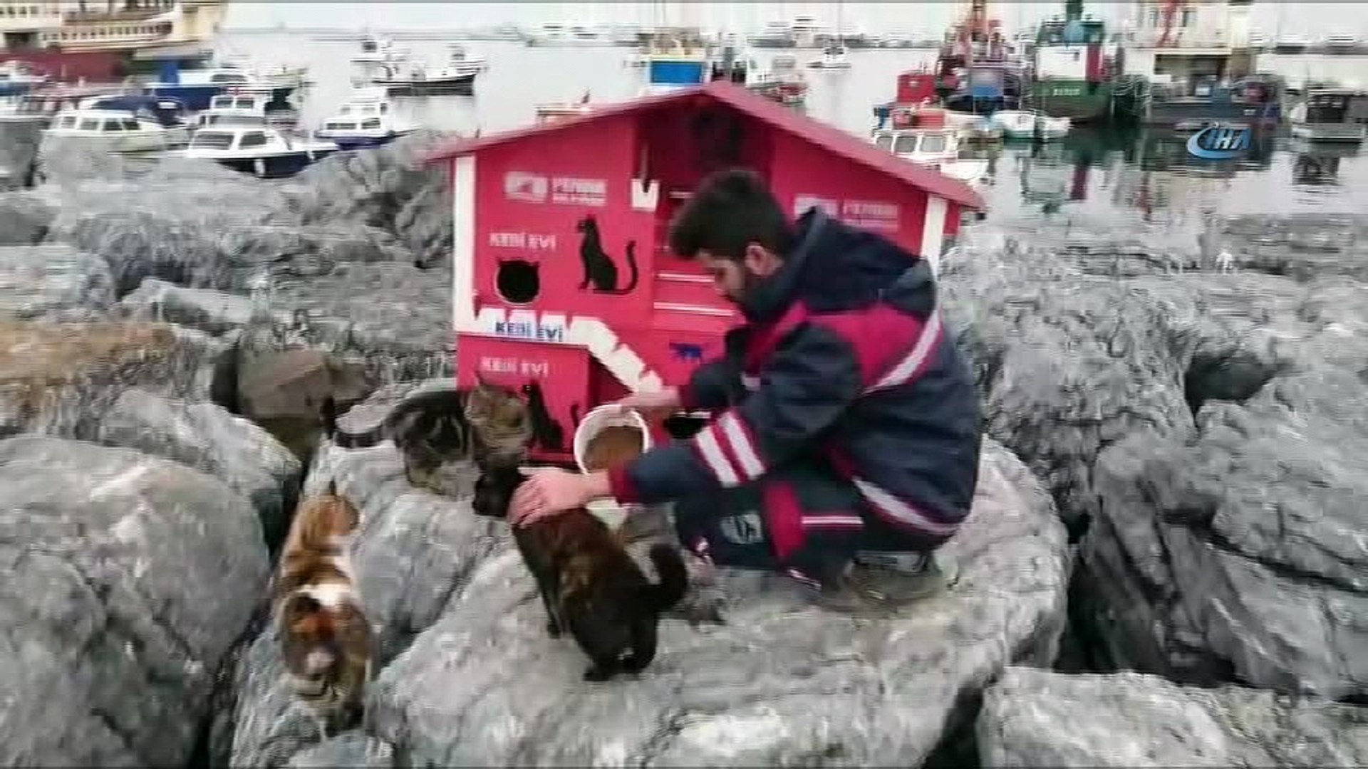Pendik'te denize nazır kedi evleri - Dailymotion Video