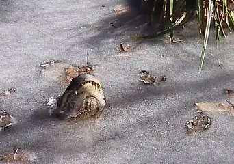 Alligators Endure North Carolina's Cold Snap
