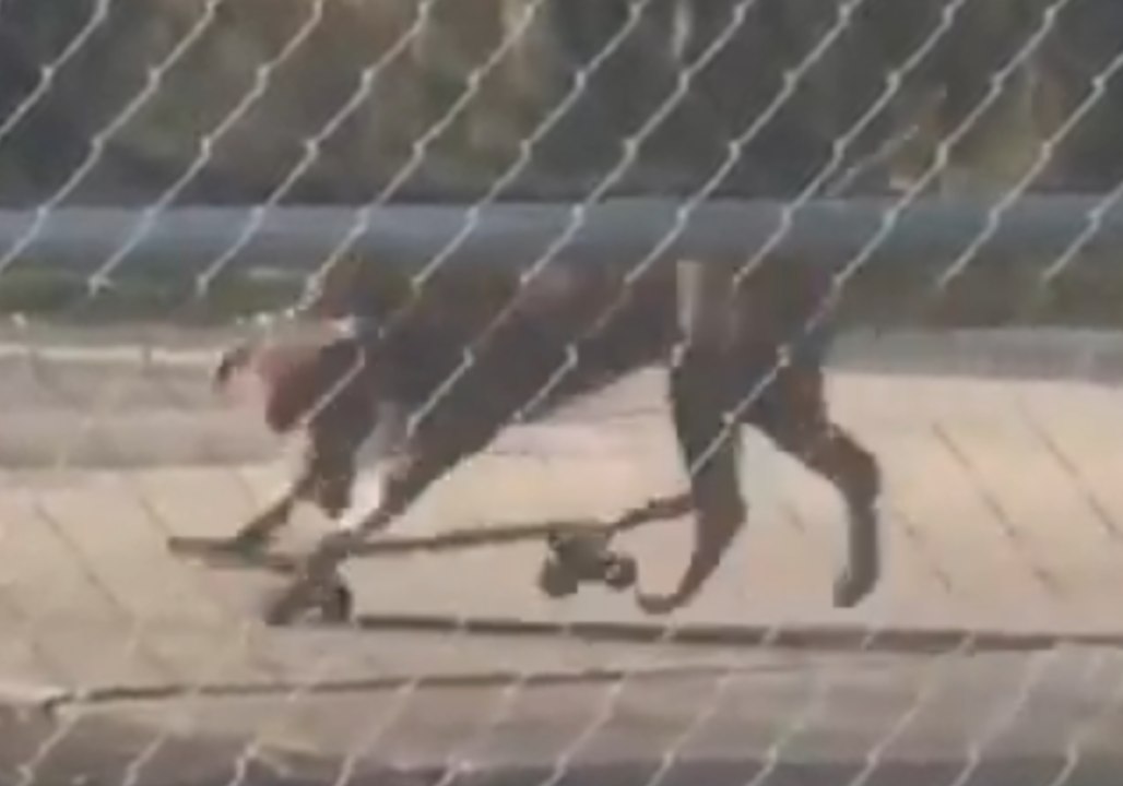Skateboarding Dog Leaves Florida Police Officer Laughing