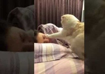 This Cat Makes the Perfect Alarm Clock