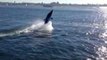 Shark-Shaped Electronic Boat Rides Across San Diego Bay
