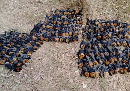 Sydney Heatwave Kills Hundreds of Flying Foxes