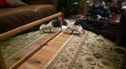 9 Week Old Pug Seeing Her Own Reflection for the First Time
