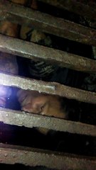 Man Stuck in Sewer Singing Amazing Grace While "Looking for His Cat"