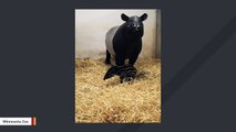 This Endangered Malayan Tapir Calf Was Just Born At Minnesota Zoo