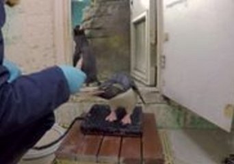 Milwaukee County Zoo Staff Entice Penguins Onto Weighing Scales With Capelin Fish