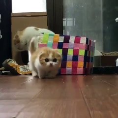 Phòng khám đa khoa Đại Đông - Cute cats #7