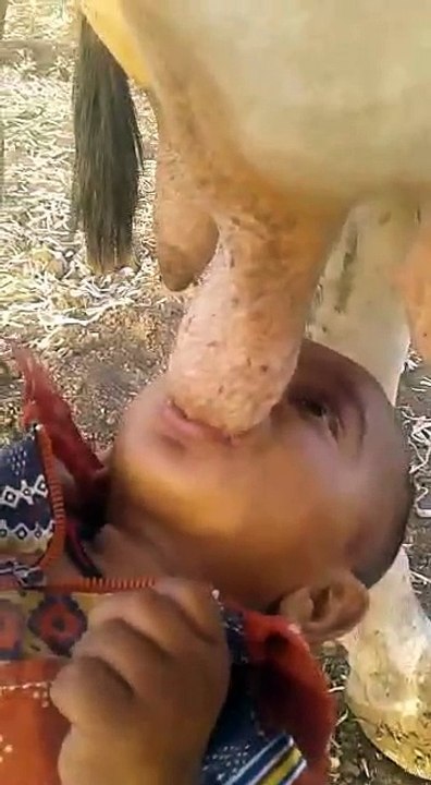 the feeding milk directly from cow for the kid