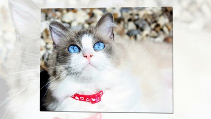 Ragdoll cats - One of the big cats in the world.