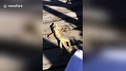US woman rescues frozen iguana