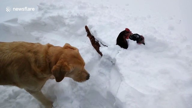 Dog rescues chickens buried under Nova Scotia snow