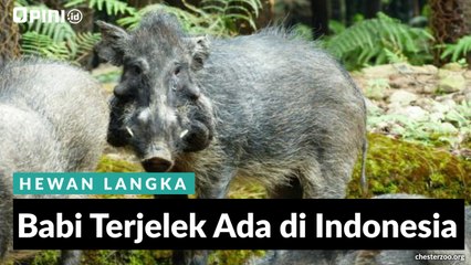 Babi Terjelek Ada di Indonesia