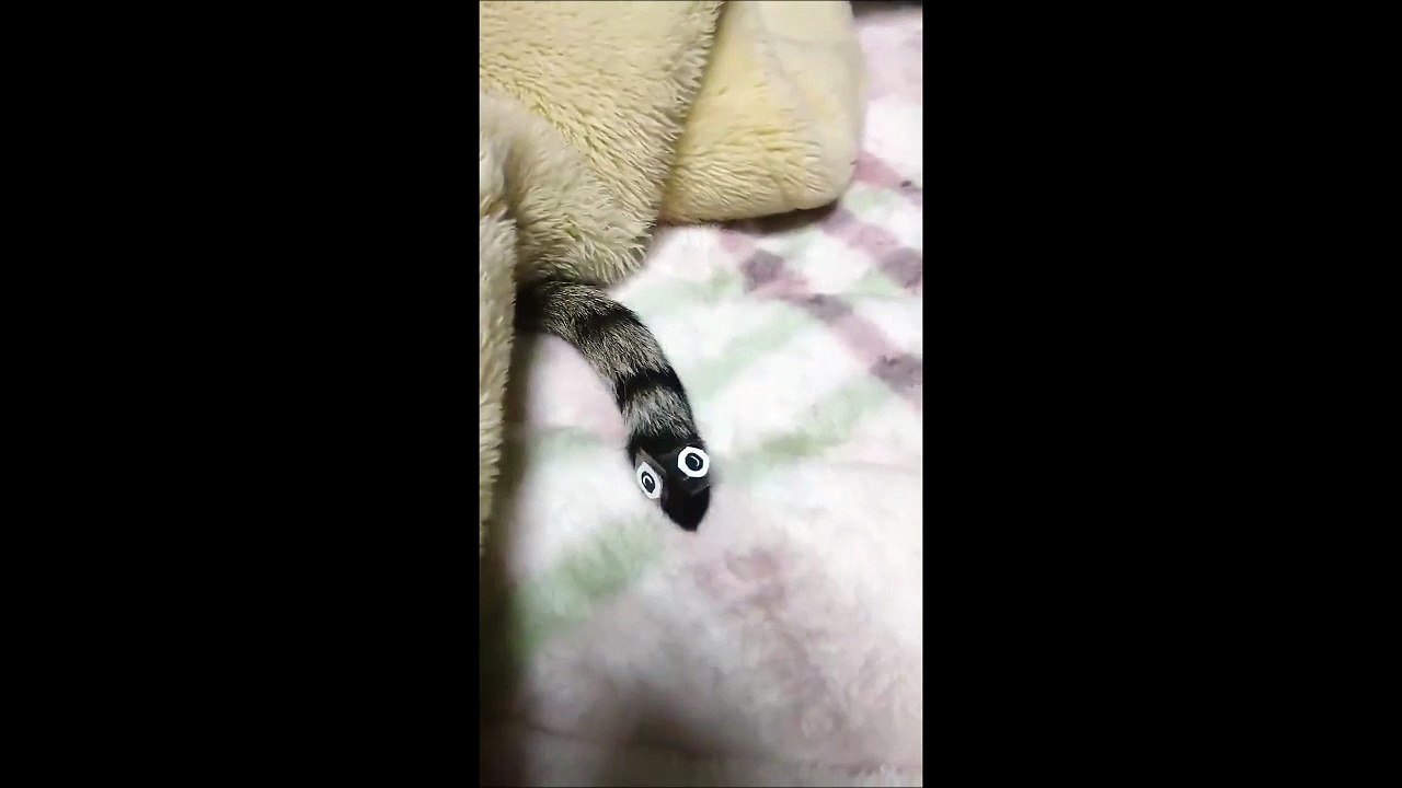 Il colle 2 yeux sur la queue de son chat et le résultat est juste hilarant