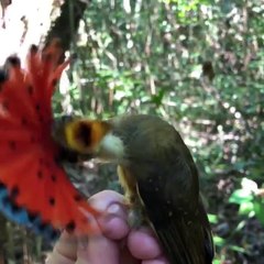 Download Video: La danse de cet oiseau est juste adorable et magnifique... Charmeur!