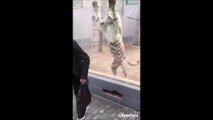 Quand un tigre blanc joue à 1,2,3 soleil avec un touriste