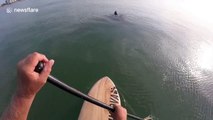 Paddle boarder has close encounter with huge leatherback turtles