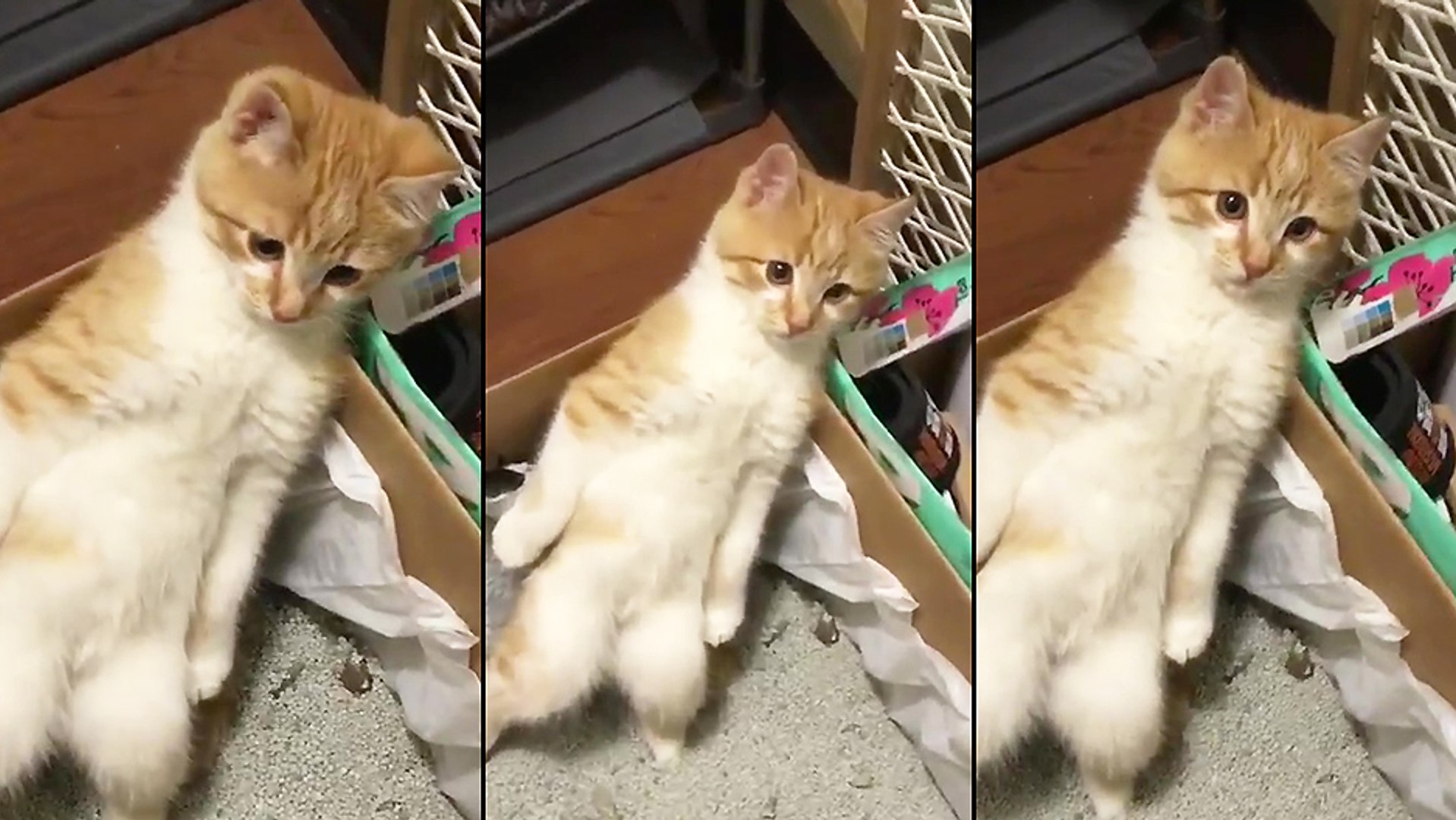 Un Chaton Fait Caca Debout Video Dailymotion