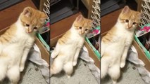 Un chaton fait caca debout