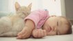 Cute Relationship Between Babies and Cats - Cat always loves Baby Compilation