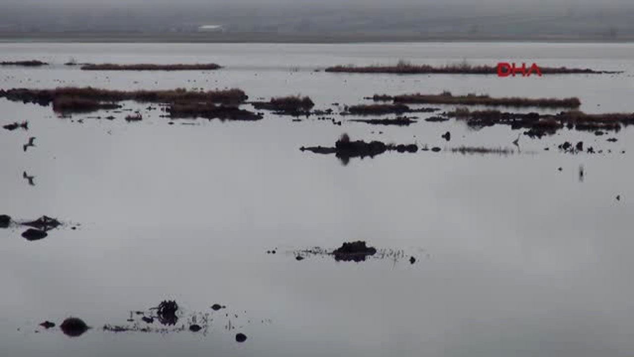 Samsun Prof.dr. Polat İç Sularımızda İsrail Sazanı Tehdidi