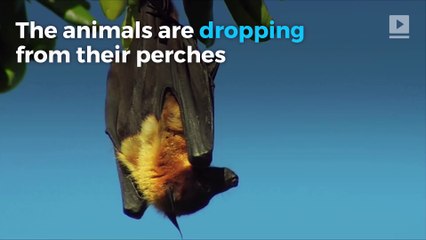 Hundreds of 'Boiled' Bats Fall From the Sky