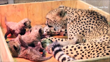 Cette maman guépard a donné naissance à un nombre record de petits