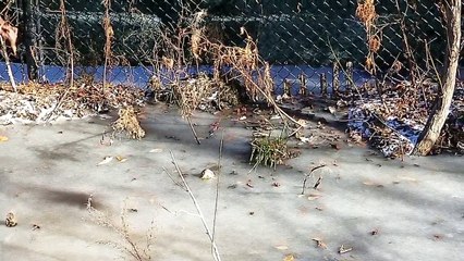 Buz tutan nehirden timsah da nasibini aldı