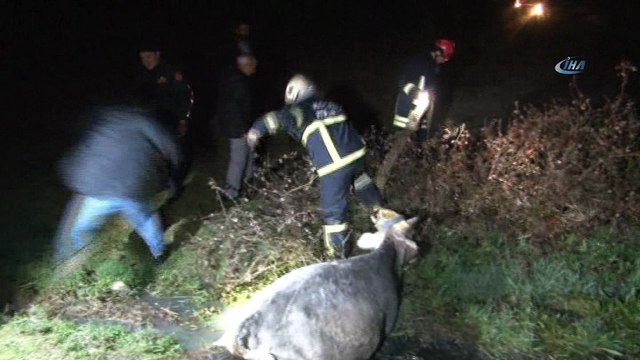 Bataklığa saplanan inek, donmak üzereyken kurtarıldı