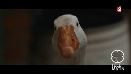 Com’ - Fidèles compagnons