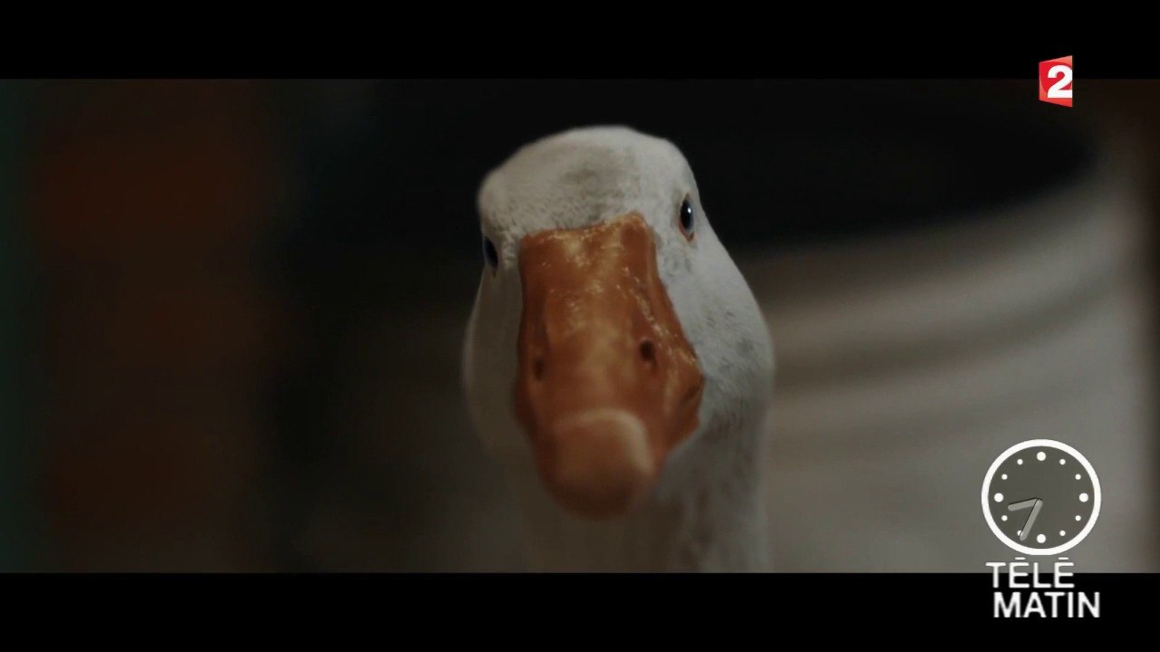 Com’ - Fidèles compagnons