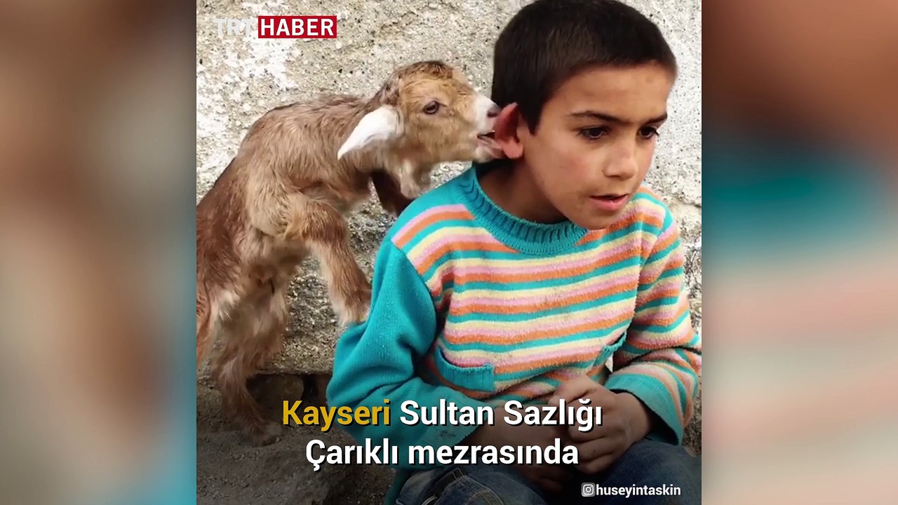 Dilaver ve keçisi