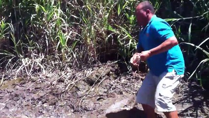 Il s'amuse à nourrir un énorme crocodile sauvage à la main