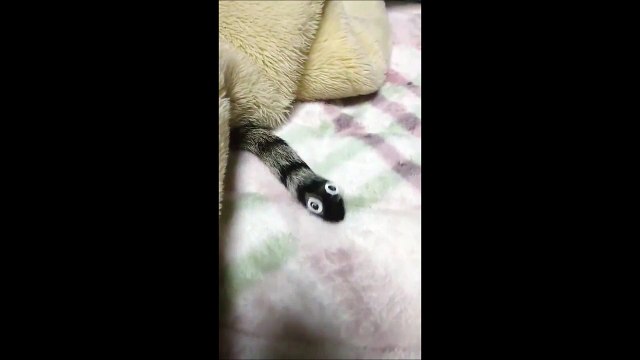 Il colle 2 yeux sur la queue de son chat et le résultat trop drole