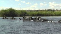 Leader elephants help the elephants members dive across the river